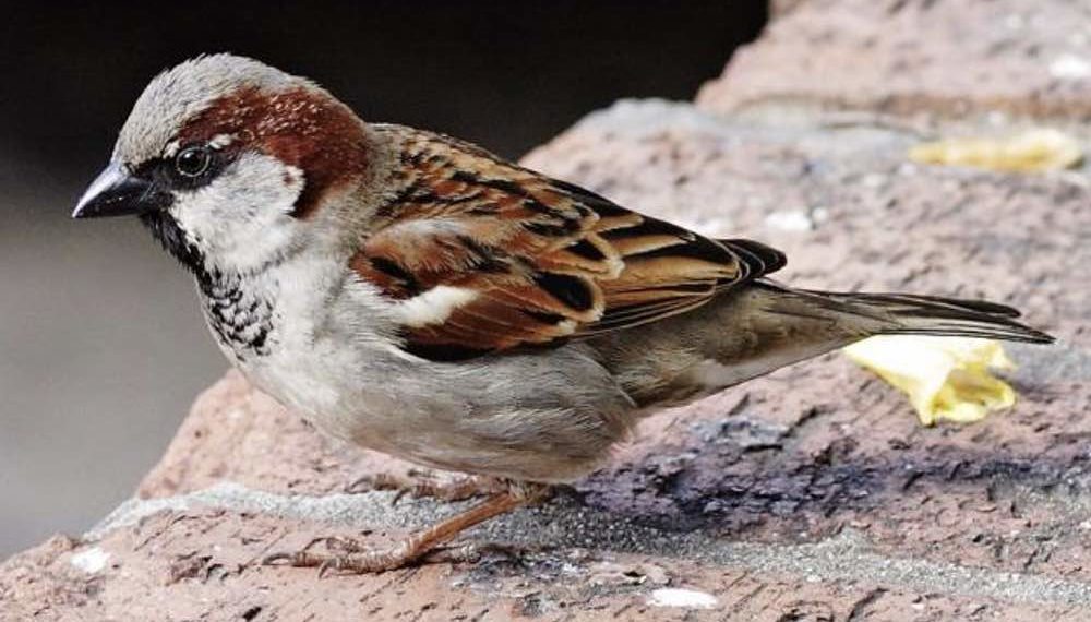 I Call to You From Time