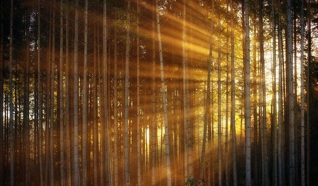 Fight, Flight, or Light