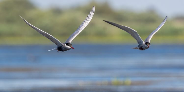 Non-Duality and the Cross-Eyed King