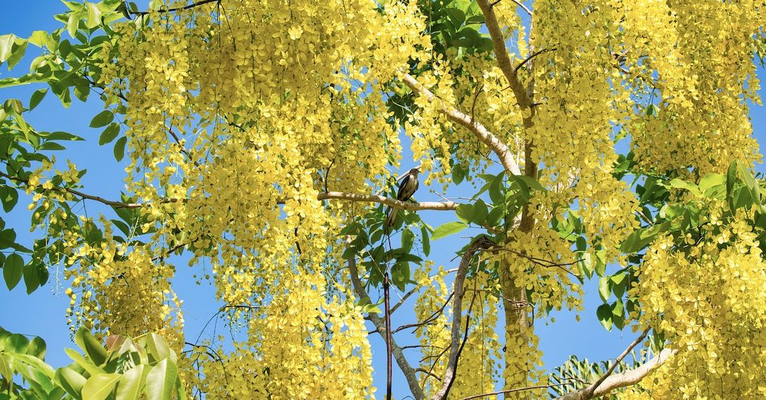 The Birds Keep Saying I Love You