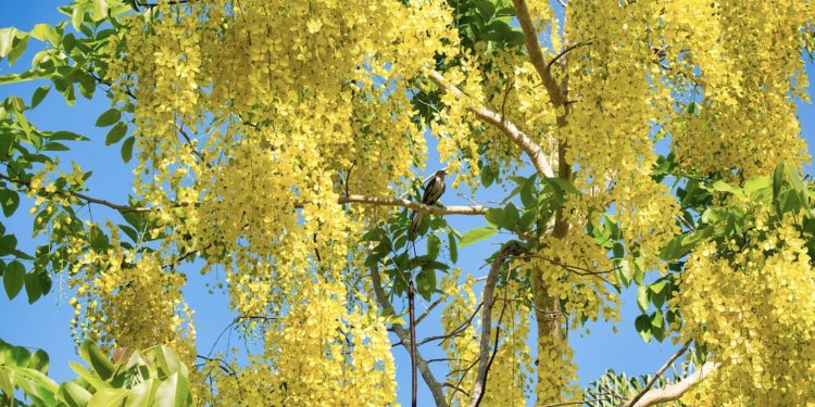 The Birds Keep Saying I Love You