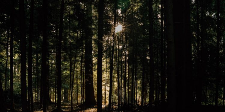 To Go Into a Forest Alone