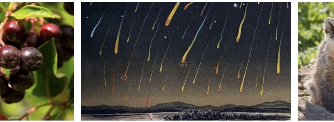 What Do Poems Do? And Is That Your Real Nose? And The Best Poem Ever.