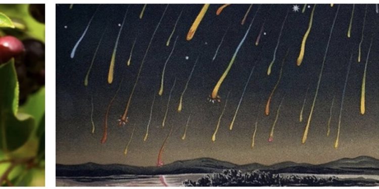 What Do Poems Do? And Is That Your Real Nose? And The Best Poem Ever.