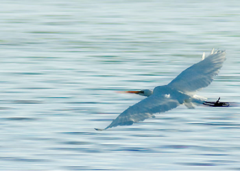 Quite Beautiful Myself