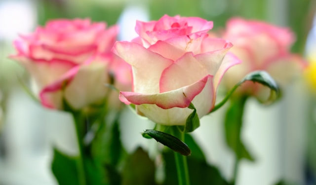 Hold Everything Dear