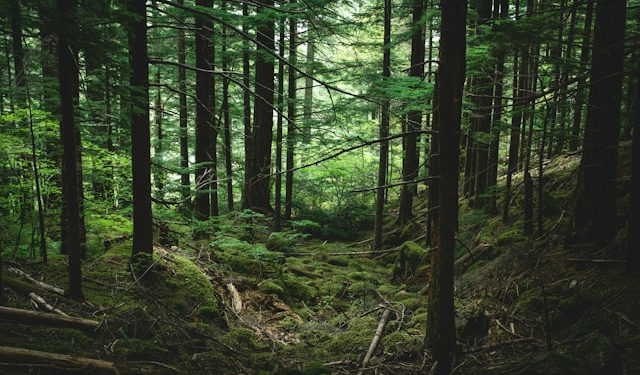 How Long Does It Take to Make the Woods?