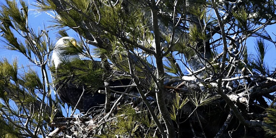 Bald Eagle