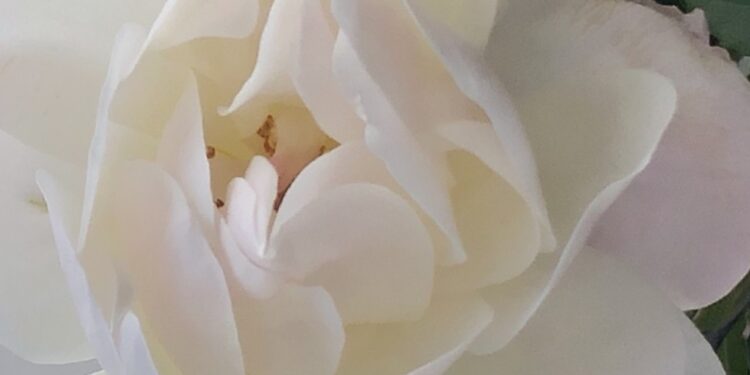 Is This the Path of Love