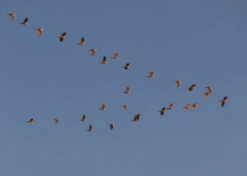 The Inner Sky, The Inner Light