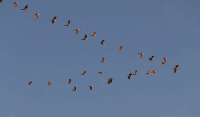 The Inner Sky, The Inner Light