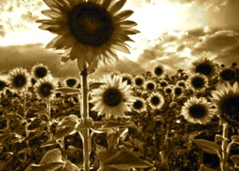 Searching for the City of Love