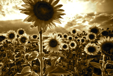 Searching for the City of Love