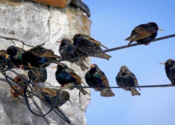 Starlings in Winter
