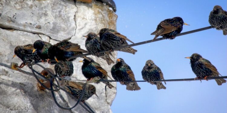 Starlings in Winter