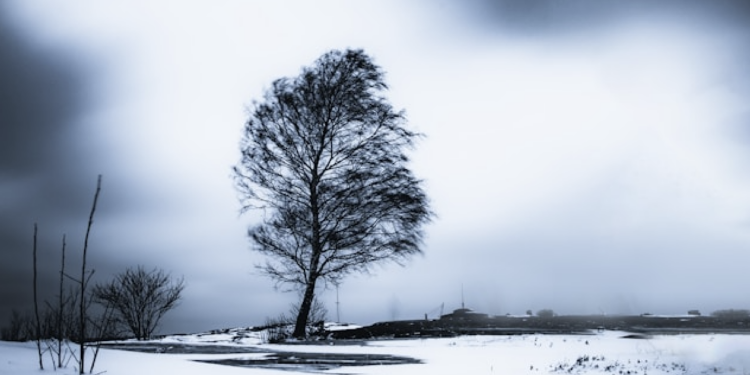 The Tree in Winter