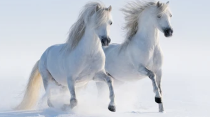 Spirit Horses and A Hundred Names of Love