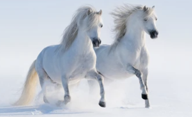 Spirit Horses and A Hundred Names of Love