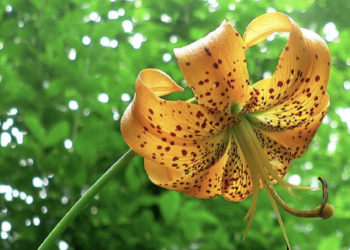 Each Word Says It Is Love