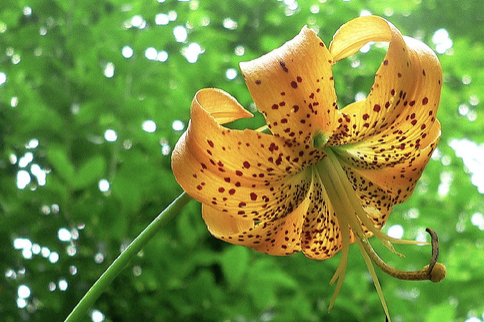 Each Word Says It Is Love