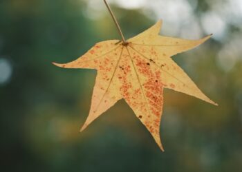 Sabbaths – VII