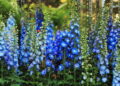 The Riverside Meadow, the Blue Lake, The Sweetness
