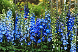 The Riverside Meadow, the Blue Lake, The Sweetness