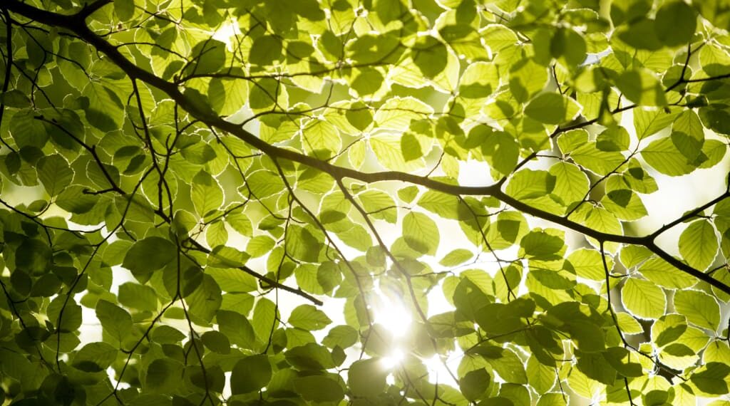 Ode to Enchanted Light – Where Breathing Is Prayer