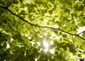 Ode to Enchanted Light – Where Breathing Is Prayer