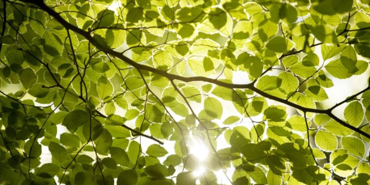 Ode to Enchanted Light – Where Breathing Is Prayer