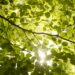 Ode to Enchanted Light – Where Breathing Is Prayer