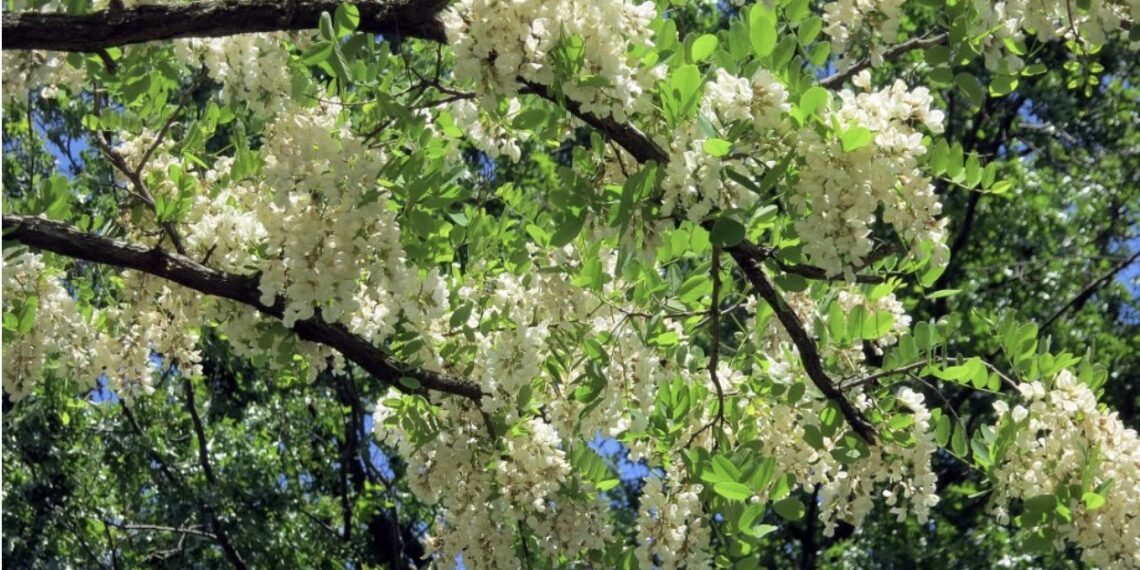 Have You Ever Tried to Enter the Long Black Branches?