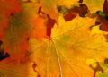 Autumn and Alive