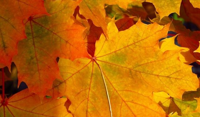 Autumn and Alive
