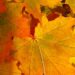 Autumn and Alive