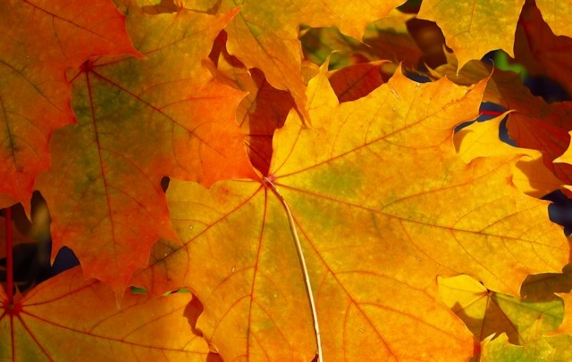 Autumn and Alive