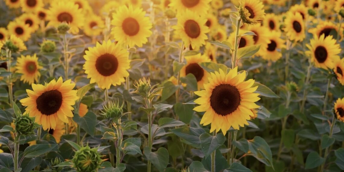The Sunflowers