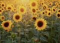 The Sunflowers