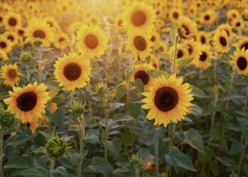 The Sunflowers
