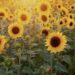 The Sunflowers